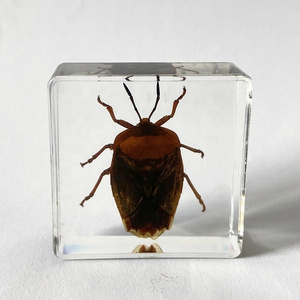 Insect Collection Glass Christmas Gifts Lychee Stink Bug Embedded Paperweight for Sale