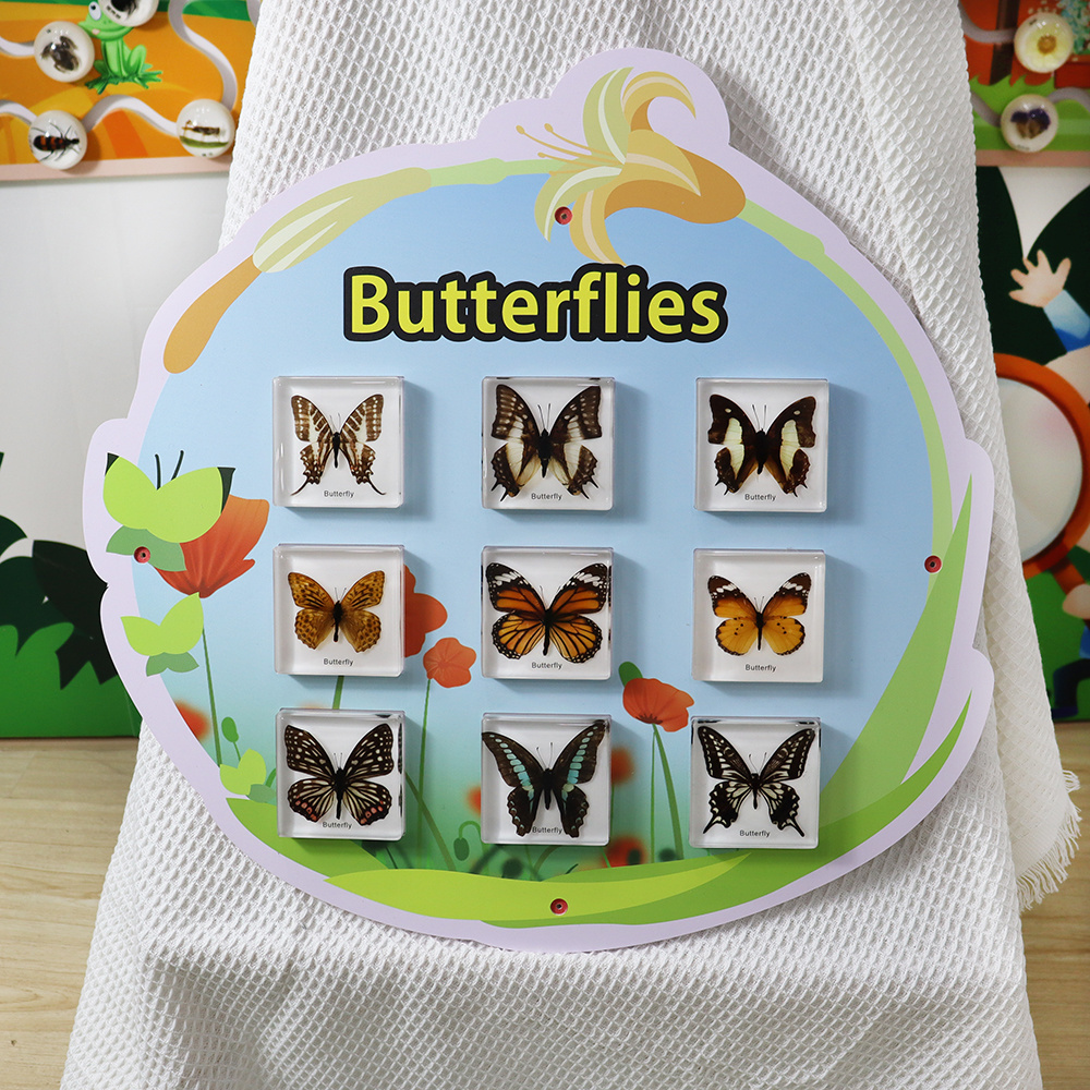 New Arrival Real Insect Specimen Butterflies Wall Game Education Increase the fun for Kids Learn at Classroom