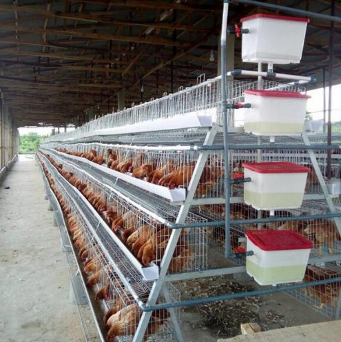 96 Laying Hen Cages for Sale/ Poultry Battery Cage for Sale/Layer Chicken Cage Prices