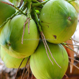 Coconut water processing plant production plant processing machinery