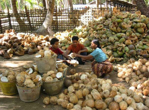 Coconut water processing plant production plant processing machinery