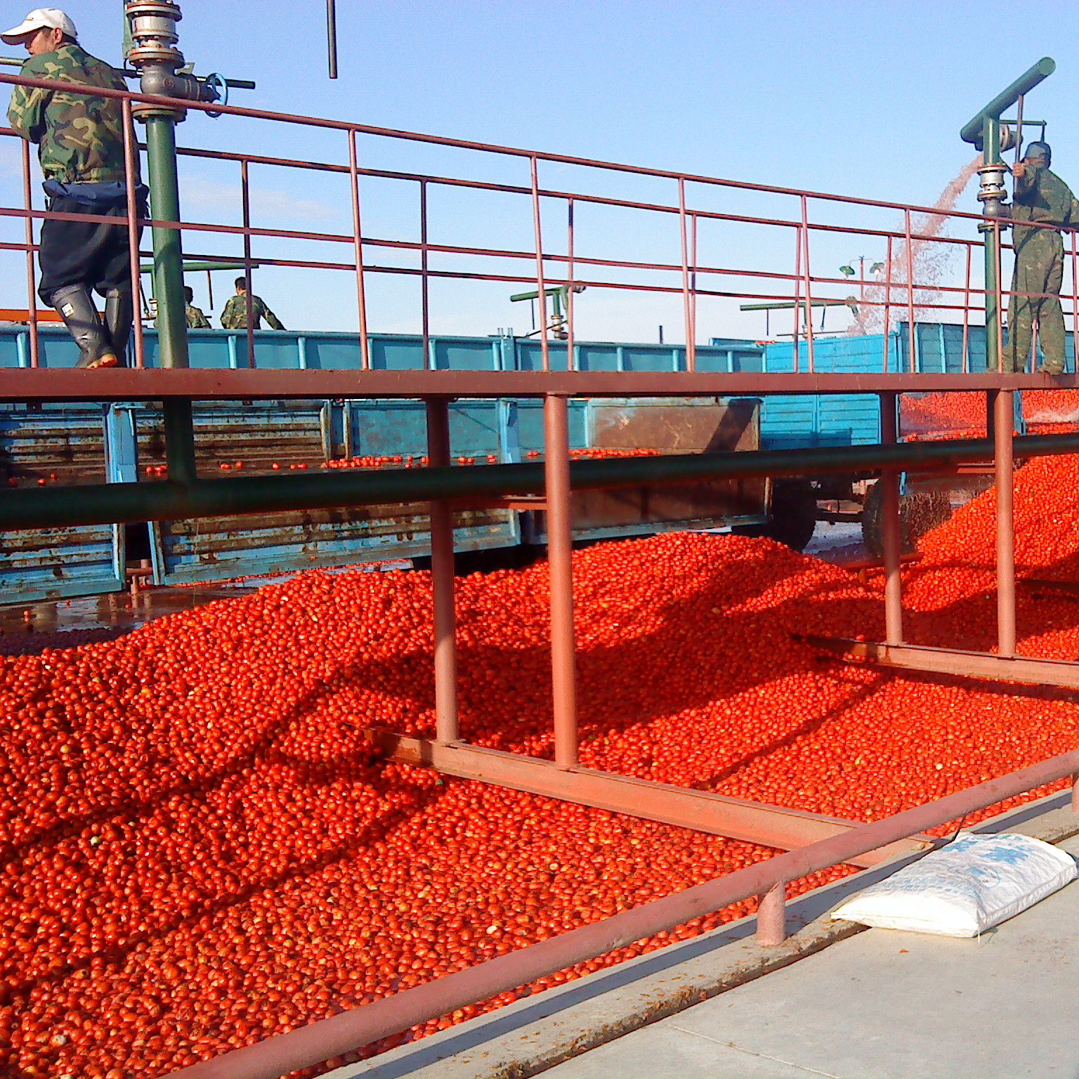 Fruit Vegetable Sorting Machine Ketchup Processing Plant Tomato Sauce Making Machine