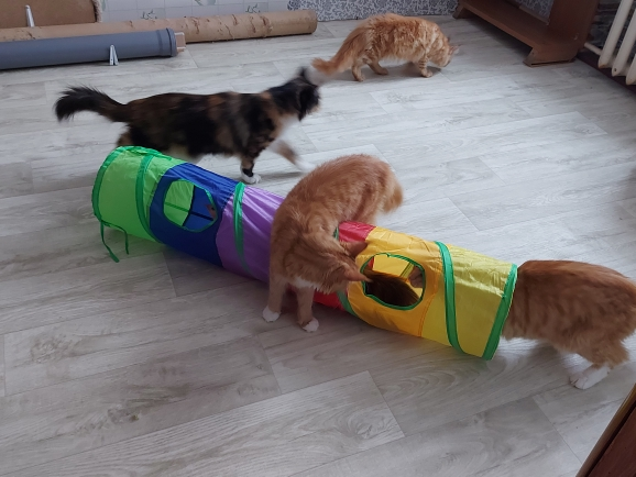 Practical Cat Tunnel Pet Tube Collapsible Play Toy Indoor Outdoor Kitty Puppy colorful Toys Puzzle Exercising Hiding Training