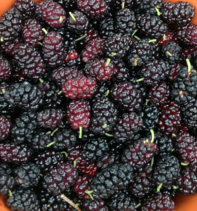 IQF mulberry High Quality Frozen Healthy Fruits Wholesale Frozen mulberries