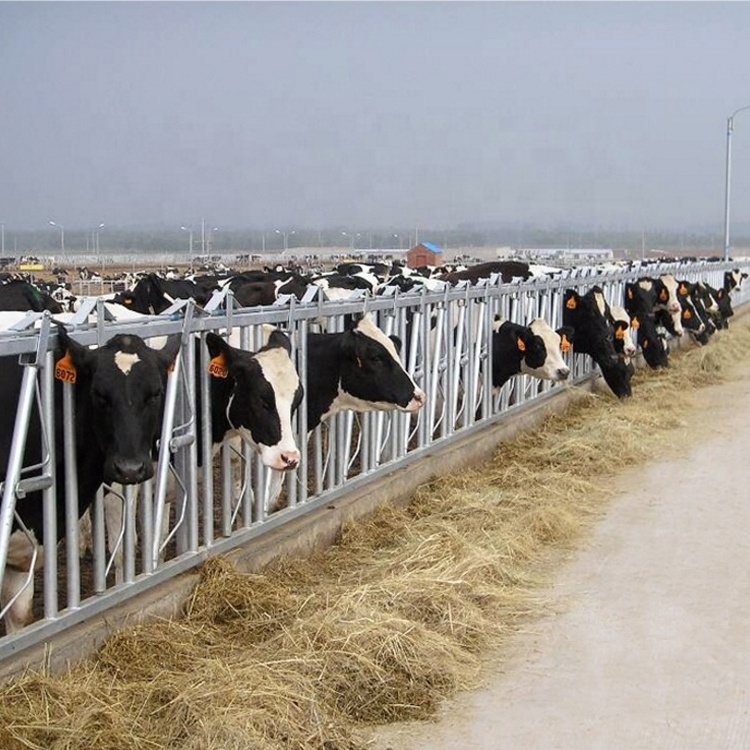 Factory price automatic galvanized cattle headlocks for cow