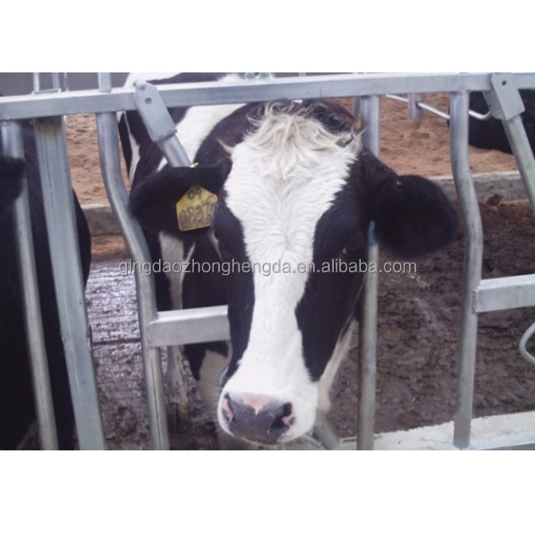 Cattle and Cow Headlock For farm Headlocks Feeder trough  Farm Management Equipment