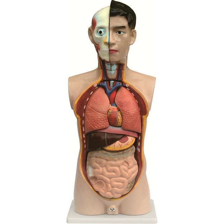 Medical educational human anatomy model 85 cm Human male torso human model