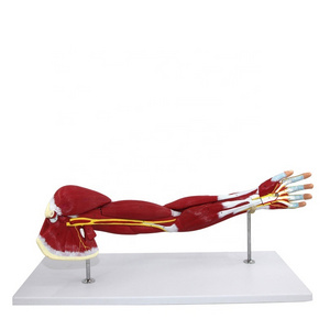 High quality PVC Human arm muscles model 7 parts anatomy model