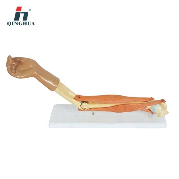 Advanced plastic human elbow joint model anatomy model