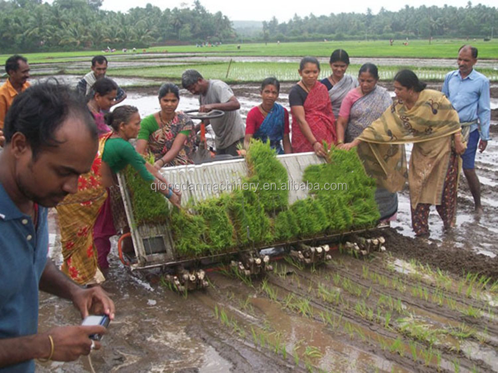 8 rows paddy rice planter machine New design rice seeds planter paddy seed planting machine for sale