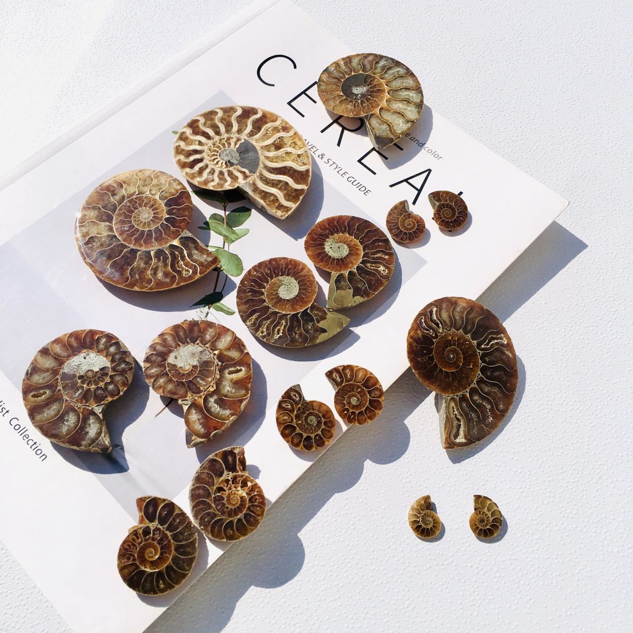 Natural Ammonite Plate Wholesale Conch Fossil Shell Crystal Specimens For Decoration