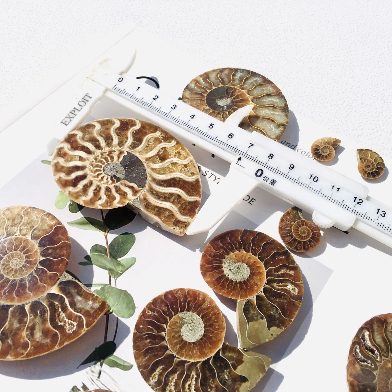 Natural Ammonite Plate Wholesale Conch Fossil Shell Crystal Specimens For Decoration