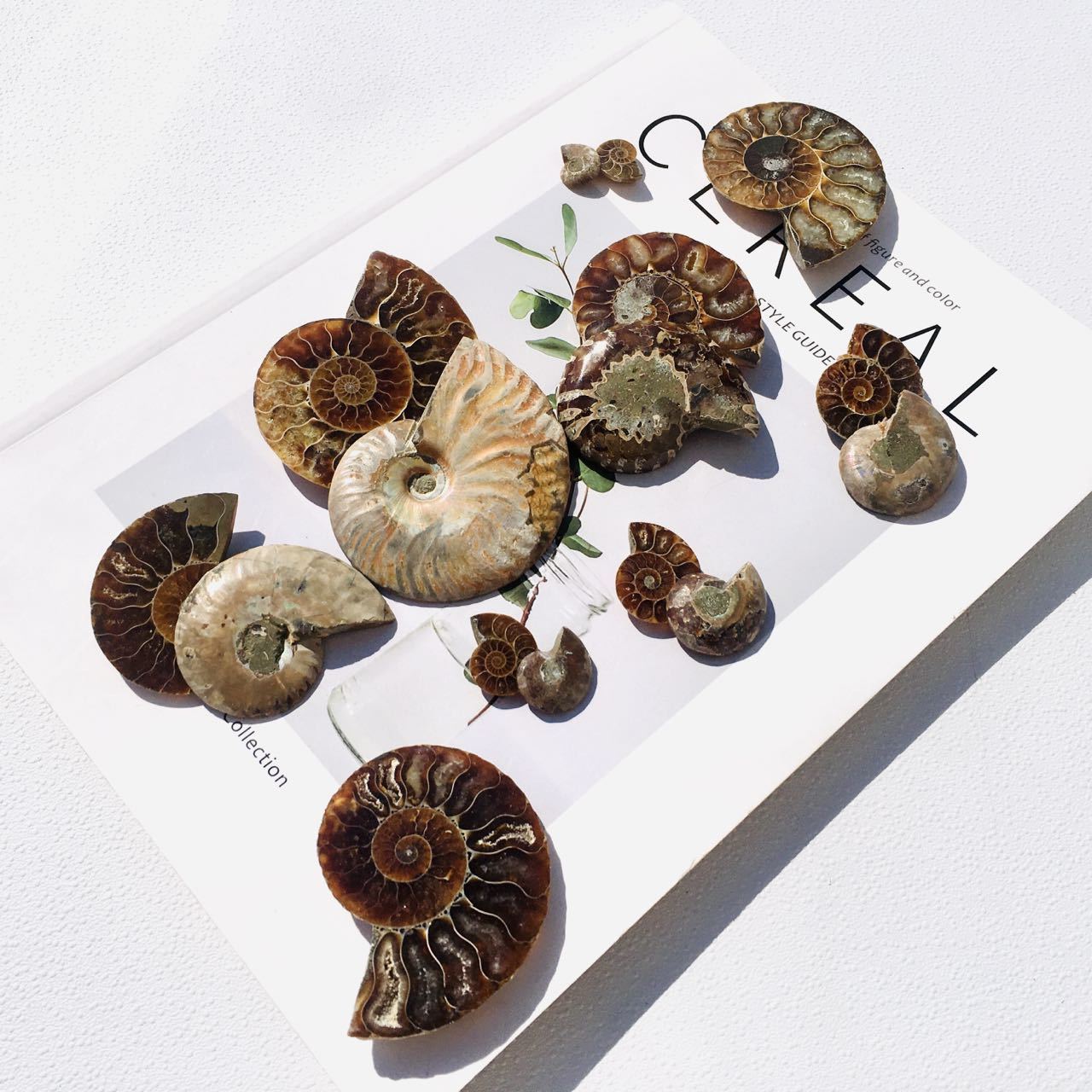 Natural Ammonite Plate Wholesale Conch Fossil Shell Crystal Specimens For Decoration