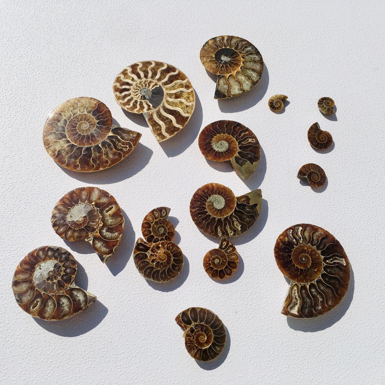 Natural Ammonite Plate Wholesale Conch Fossil Shell Crystal Specimens For Decoration