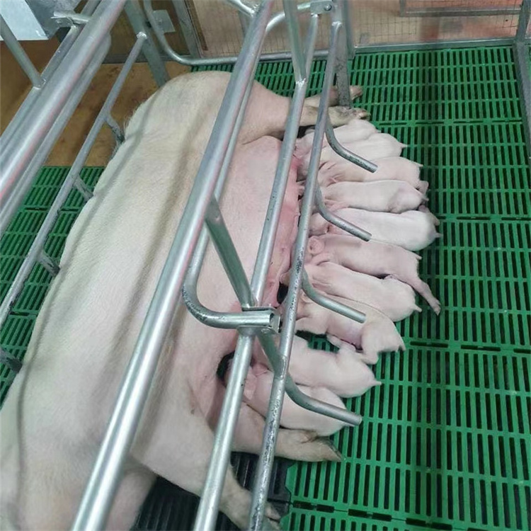 Pig Farm Sow Galvanized Steel Farrowing Crates for Pigs