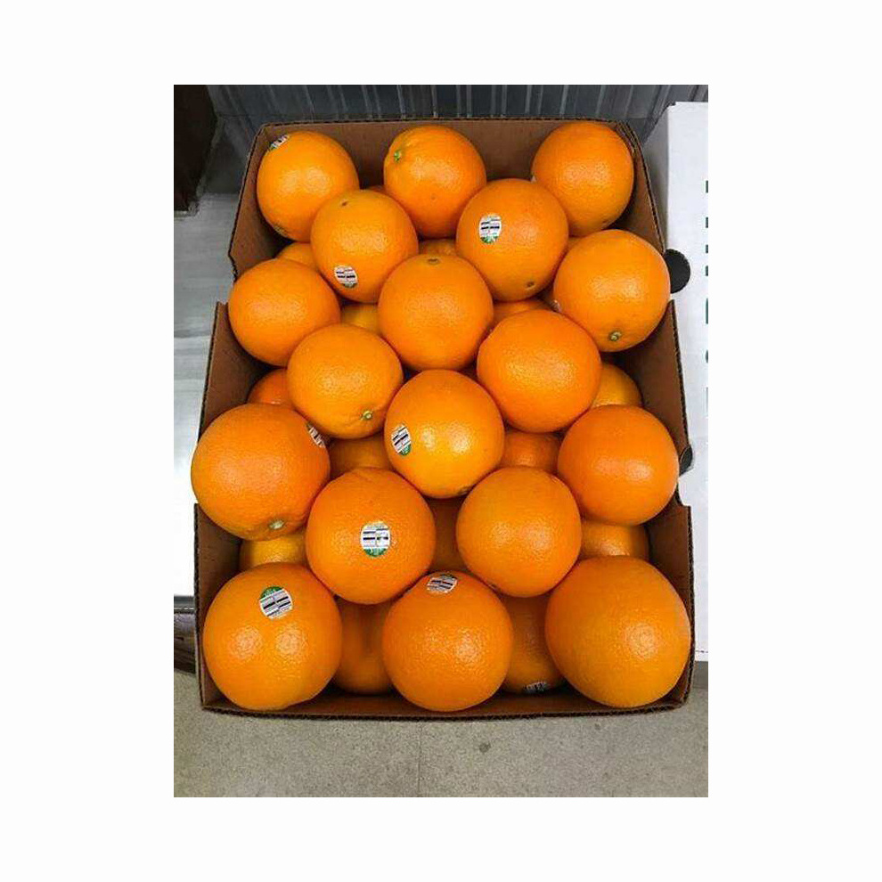 Valencia oranges / fresh orange - Wholesale for orange fruit with High Quality Cheap Price Global best