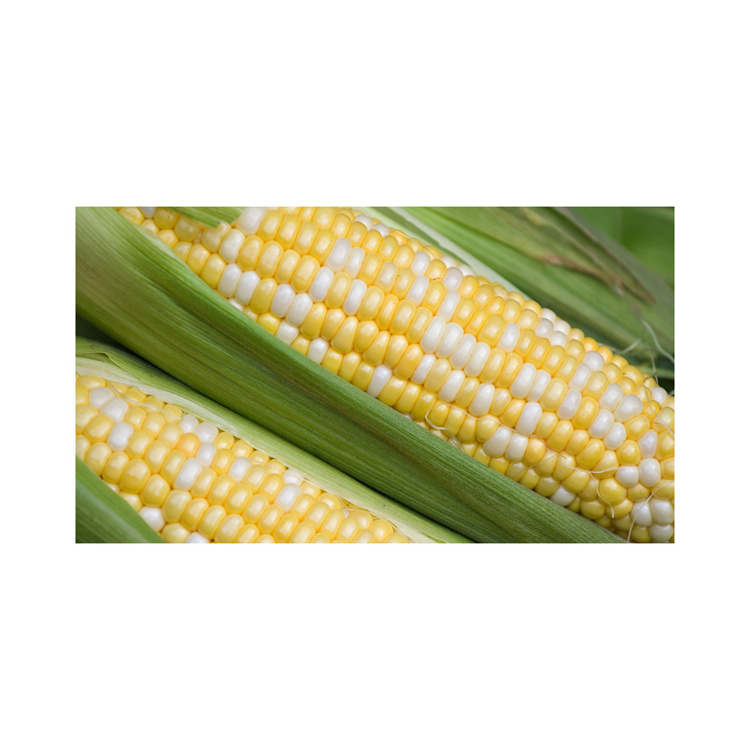 Bulk Importers Quality Consumption Non Gmo Sweet Corn/Top Selling Good Quality Natural Yellow Corn Cheap Price