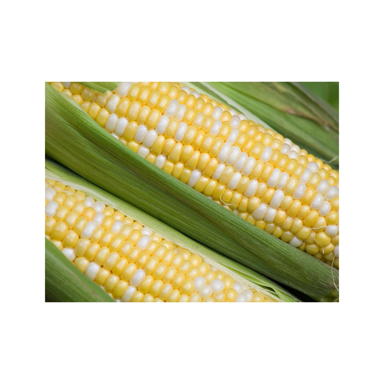 Bulk Importers Quality Consumption Non Gmo Sweet Corn/Top Selling Good Quality Natural Yellow Corn Cheap Price