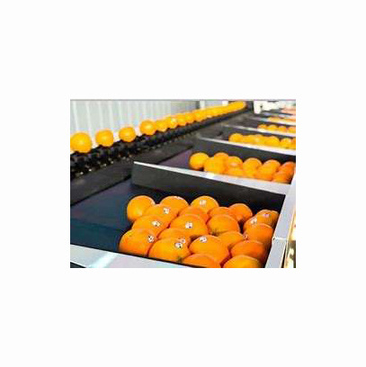 Valencia oranges / fresh orange - Wholesale for orange fruit with High Quality Cheap Price Global best