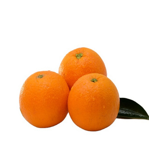 navel orange and valencia orange fresh fruits