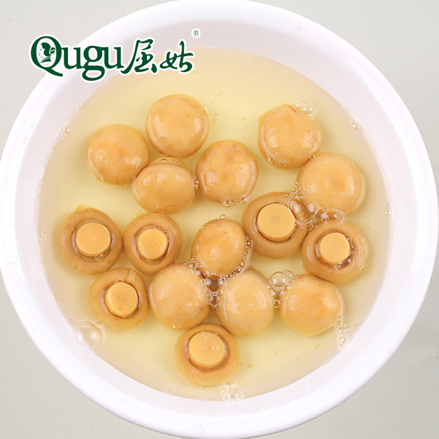 New crop canned whole button mushroom manufacturer price