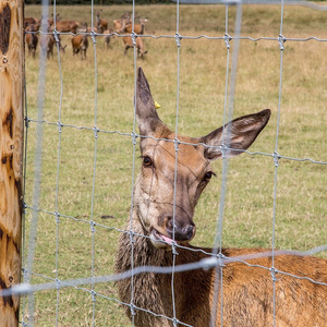 wholesale galvanized grassland wire mesh fence cattle / sheep / field / deer farm fence