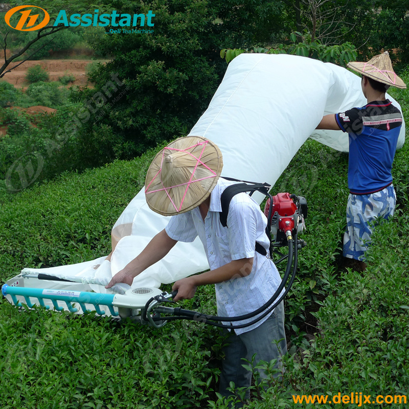 2 Stroke 25.4CC Gasoline Tea Picking Machine For Tea Leaf Picker For Tea Factory DL-4C-Z