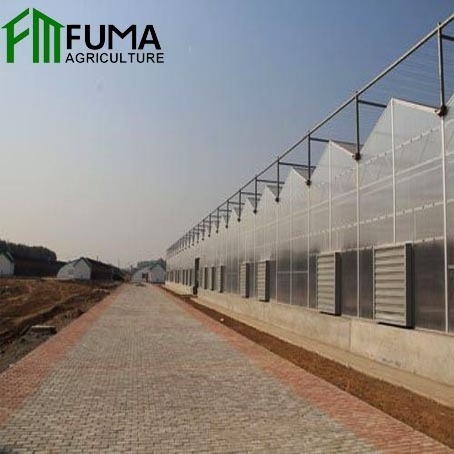 FM prefab tomato mushroom green house net equipment used glass greenhouse parts for sale