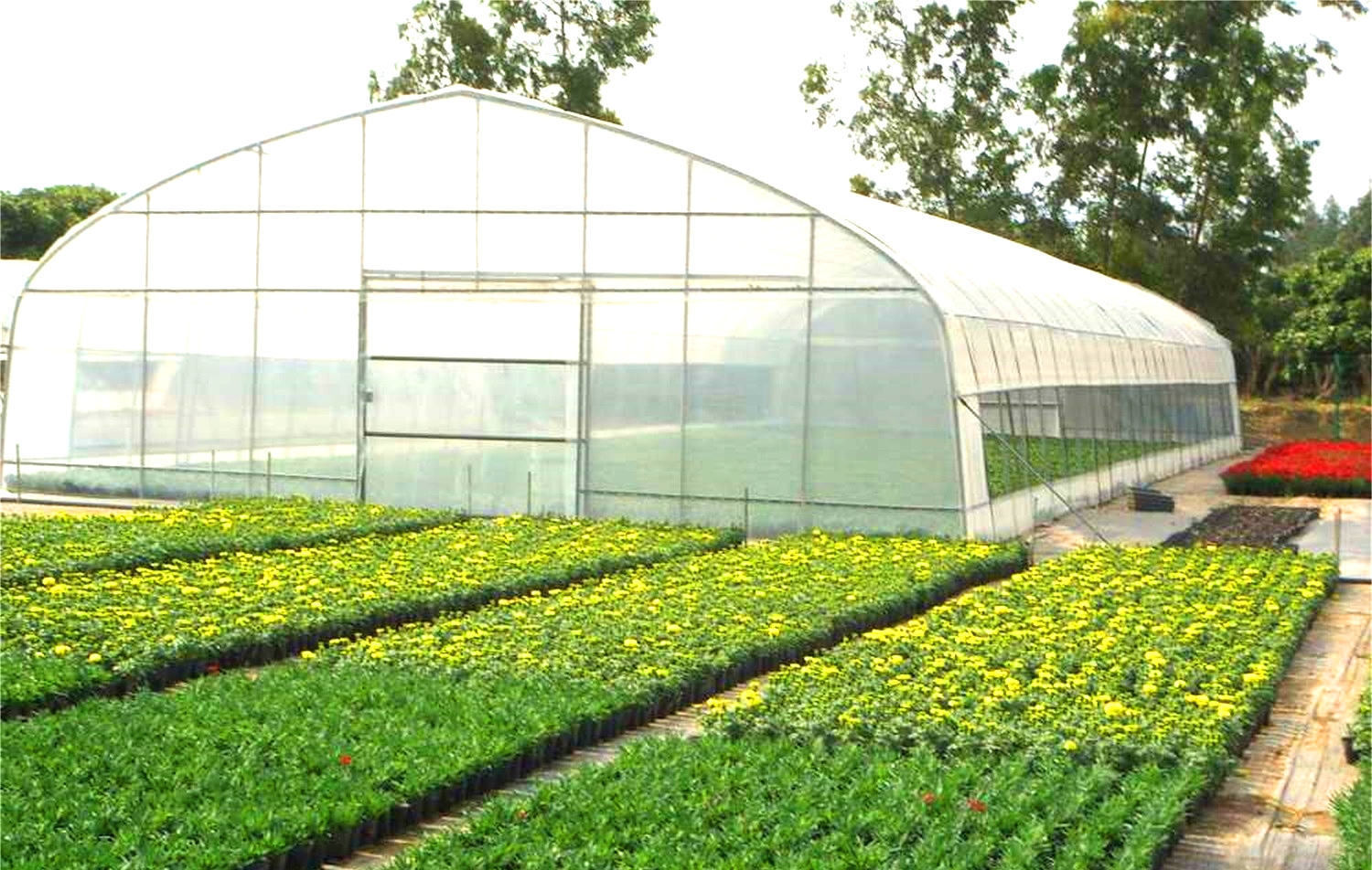 High tunnel tomato greenhouse with shade net agricultural green houses