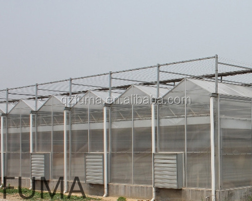 FUMA Manufacturer supply Venlo Type Glass Greenhouse for sale