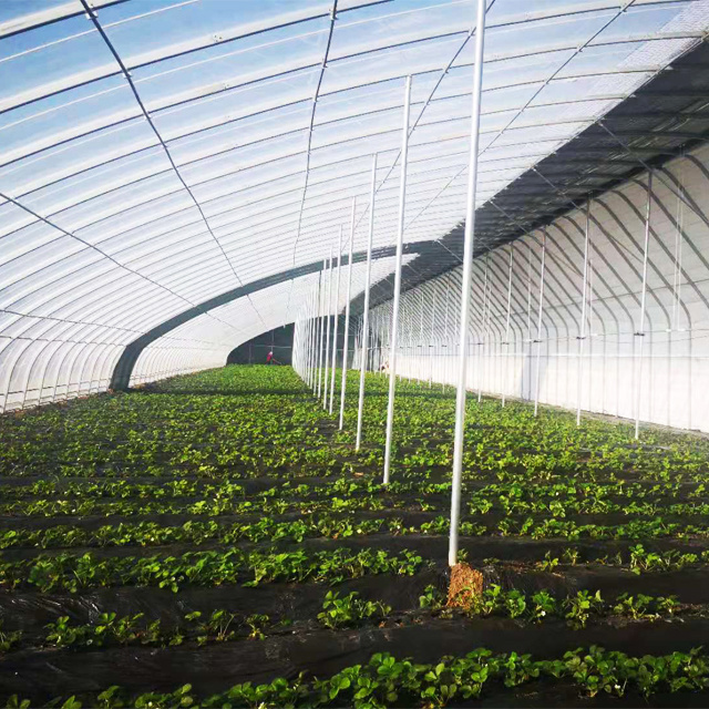 FM Factory Manufacture Solar Passive Green House Low Greenhouse Price for Gardening/Indoor Farming/Tomato/Lettuce/Herbs