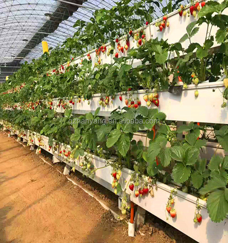 Tropical Greenhouses and Commercial Hydroponic Growing Systems for Strawberry Production