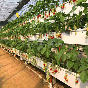 Tropical Greenhouses and Commercial Hydroponic Growing Systems for Strawberry Production