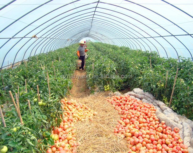 Agriculture Used poly tunnel\plastic film Greenhouse Tent For Sale