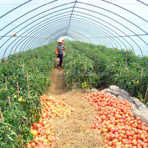 Agriculture Used poly tunnel\plastic film Greenhouse Tent For Sale