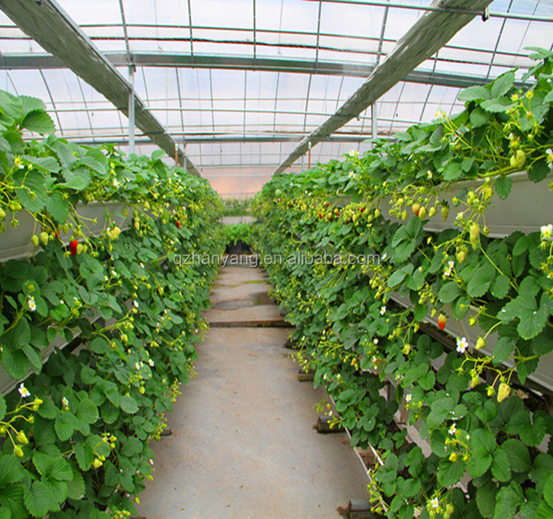 Tropical Greenhouses and Commercial Hydroponic Growing Systems for Strawberry Production