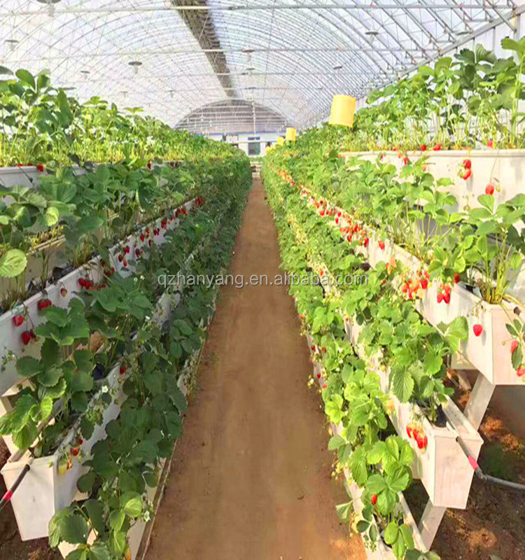 Tropical Greenhouses and Commercial Hydroponic Growing Systems for Strawberry Production