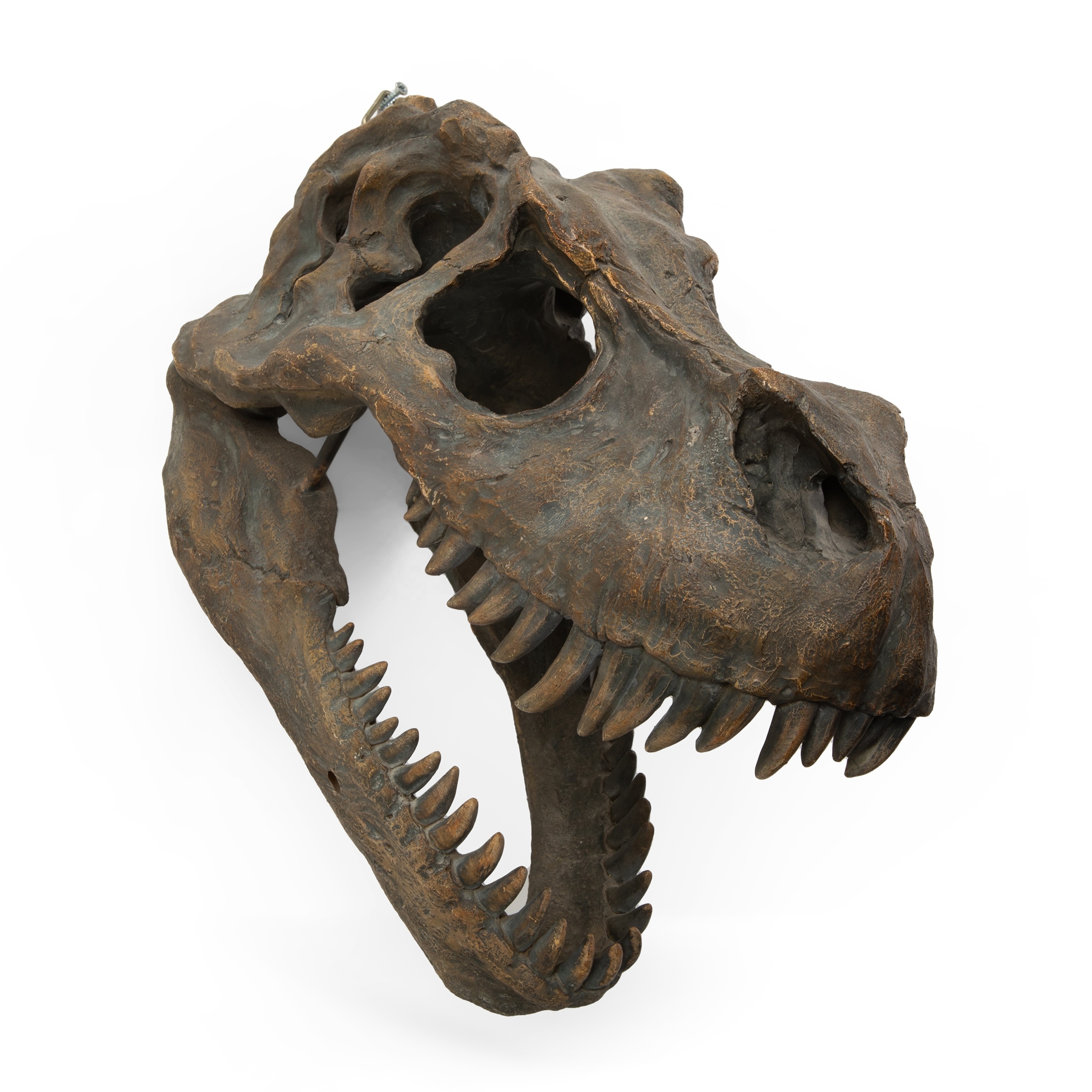 Resin Animal Dinosaur Skull Head Model Tyrannosaurus Skeleton Fossil Home Decoration hanging