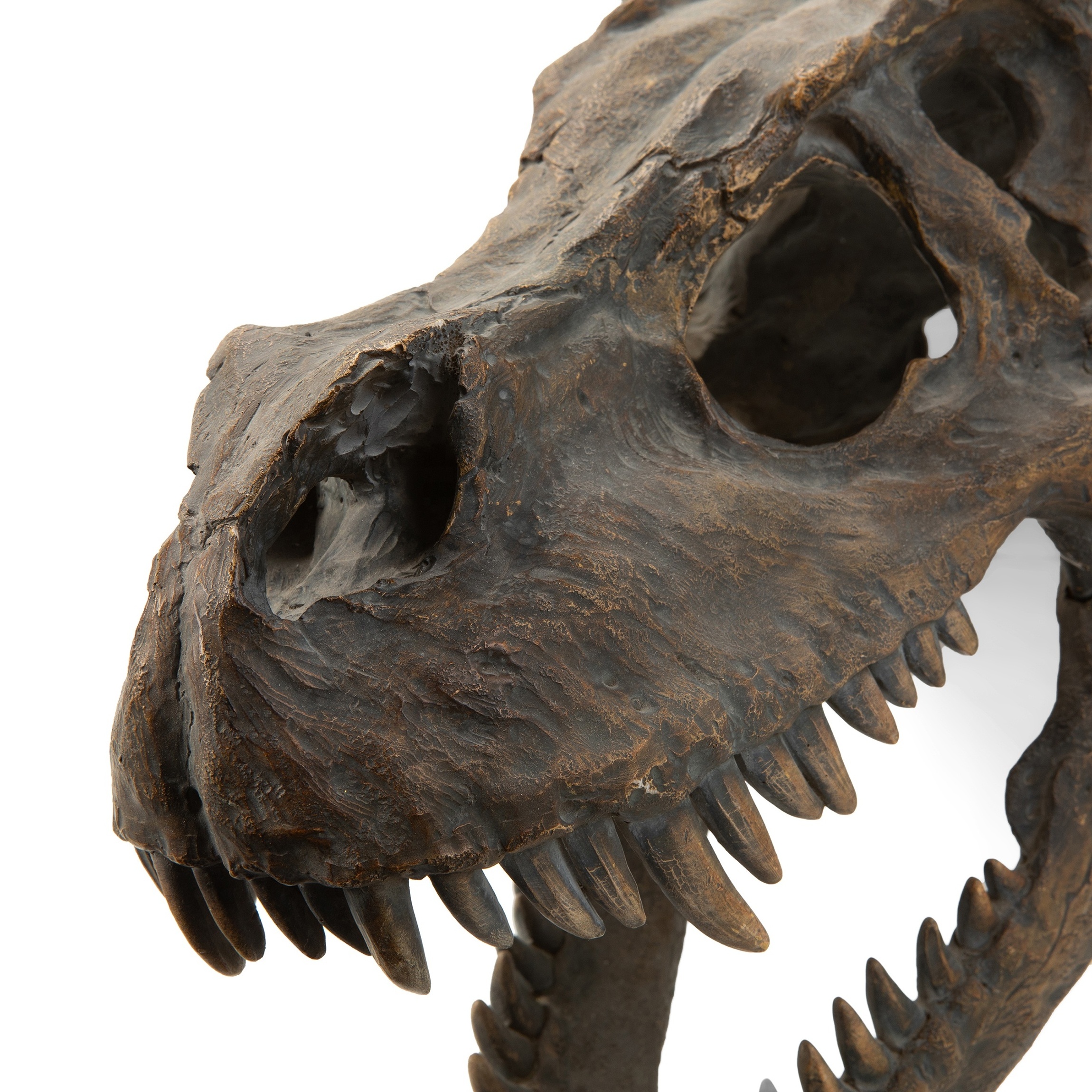 Resin Animal Dinosaur Skull Head Model Tyrannosaurus Skeleton Fossil Home Decoration hanging