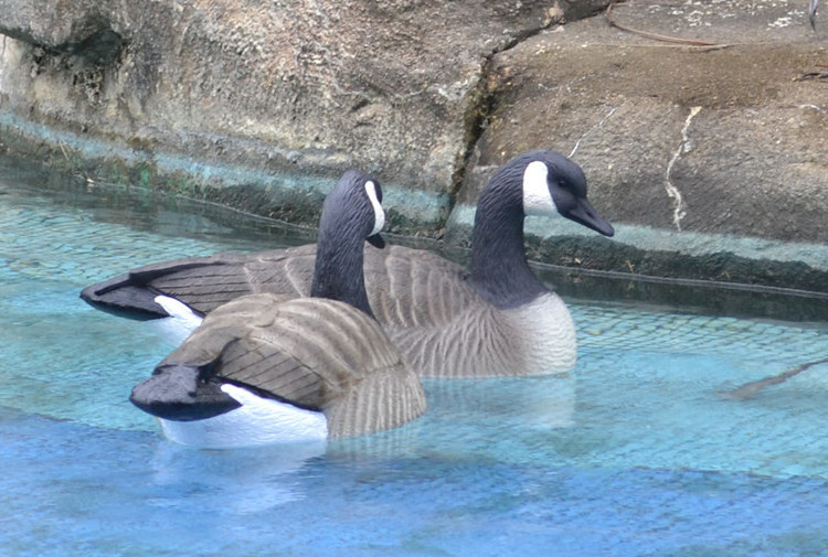 Goose Decoys Snow Canada Silhouette Wholesale Windsock Hunting Decoy  Used Floating Greylag