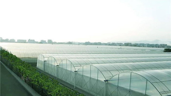 Agricultural greenhouse film greenhouse frame greenhouse for sale