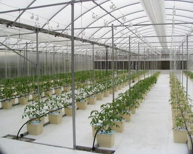 Hydroponic dutch bucket growing systems