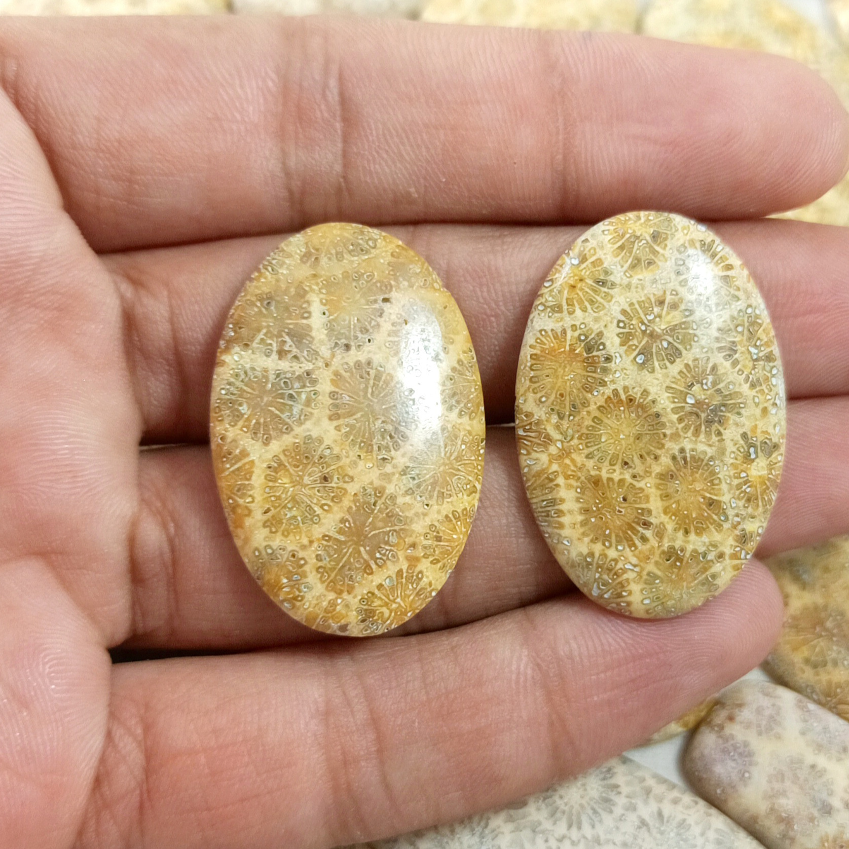 Fossil Coral Cabochon Fossil Coral Gemstone Mix Shape And Size Top Quality Semi Precious Fossil Coral Stone for Jewelry Making