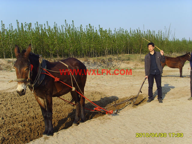 Animal Plough(Mealie Type,MB200, Ox Driver, Zimbabwe Plow)