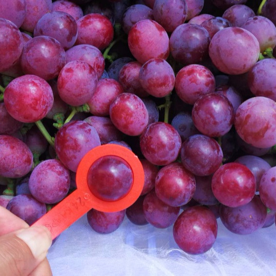 Hot Sell Fresh Sweet Chinese Red Grapes