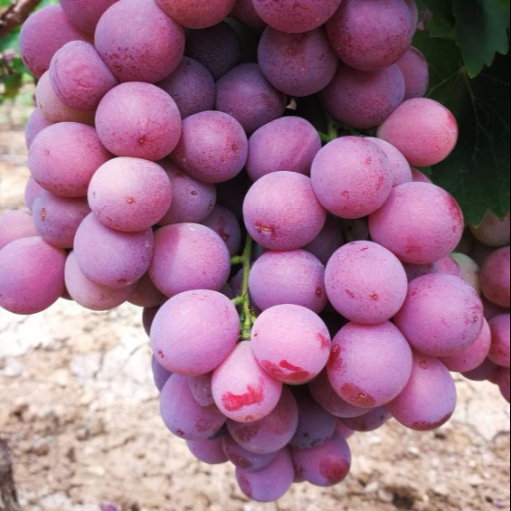 Hot Sell Fresh Sweet Chinese Red Grapes