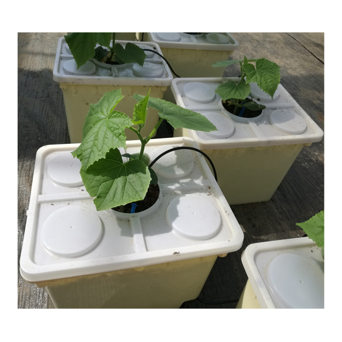 Dutch Buckets Hydroponic System for Cucumber