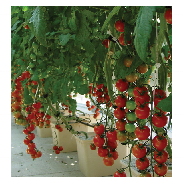 Hydroponic Bucket Growing Systems Tomato Hydroponic System Dutch Bucket