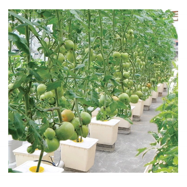 Hydroponic Bucket Growing Systems Tomato Hydroponic System Dutch Bucket