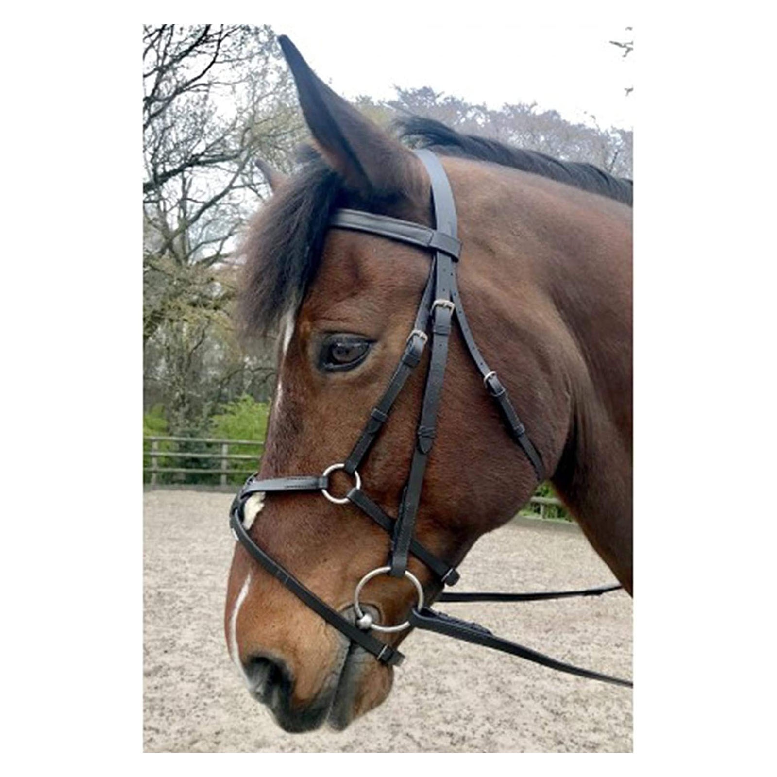 ODM ENGLISH EQUESTRIAN HORSE CROSS NOSEBAND BRIDLE GENUINE HORSE RIDING SUPPLY FIGURE 8 BRIDLE CUSTOM WHOLESALE MANUFACTURER